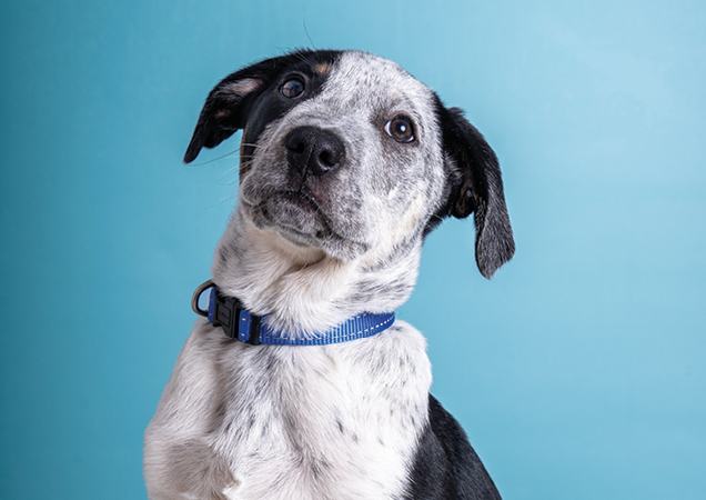 Black and white dog in front of blue background